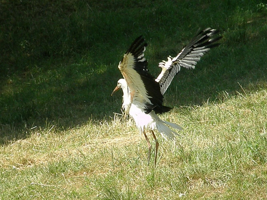 stork white