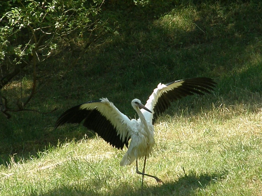 stork white