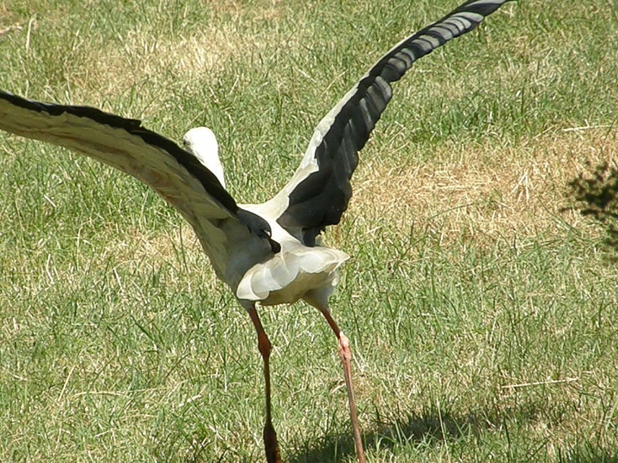 stork white