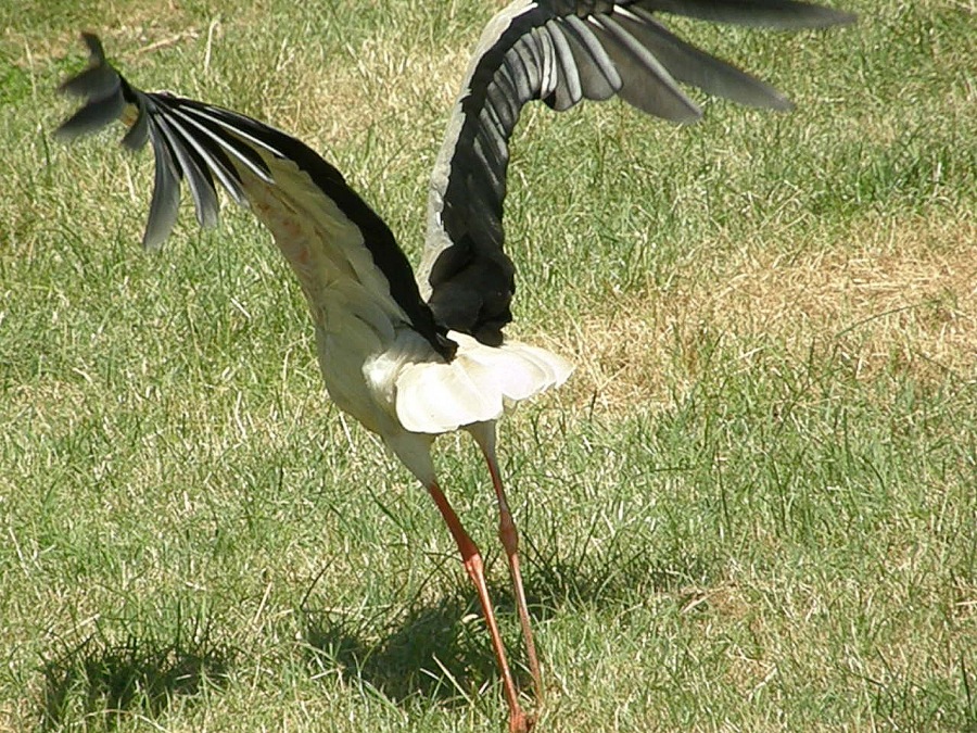 stork white