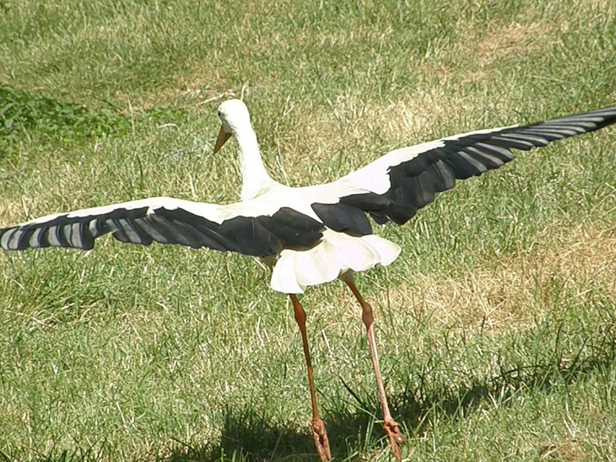stork white