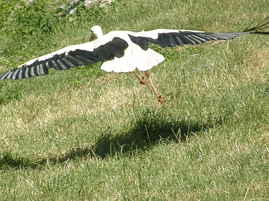 stork white