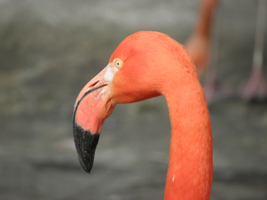 GREATER FLAMINGO