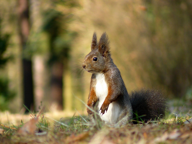 Squirrel