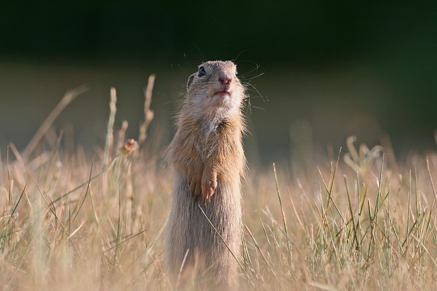 European Ground Squirrel