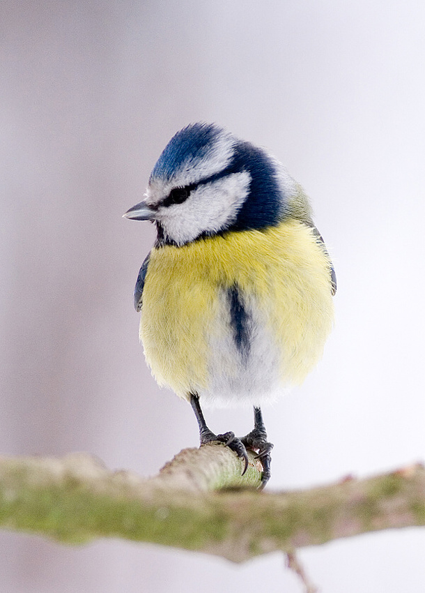 Blue Tit