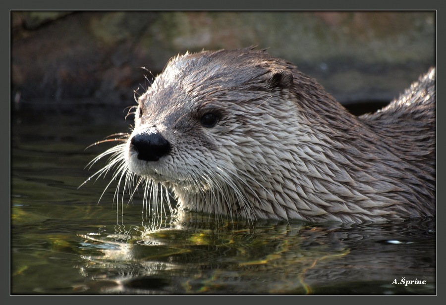 eurasian otter