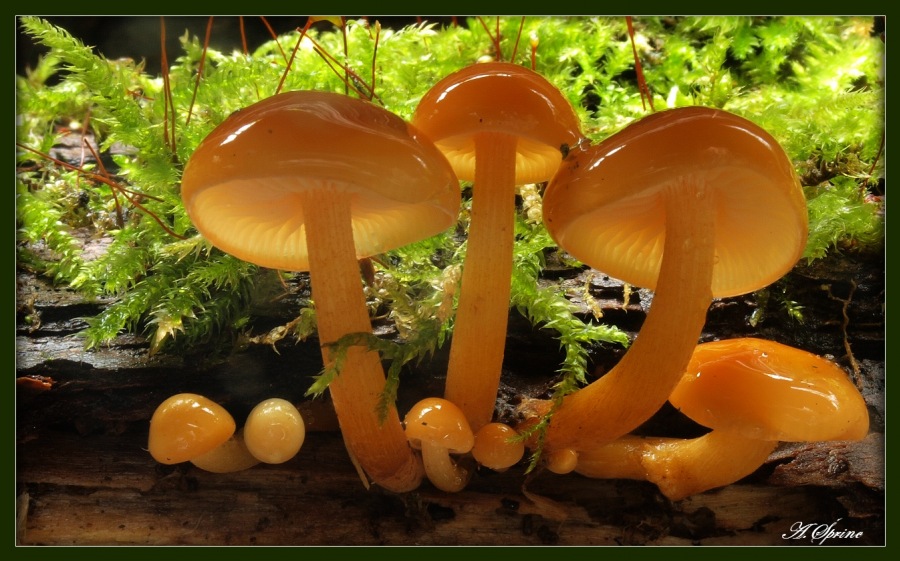Wintry mushroom