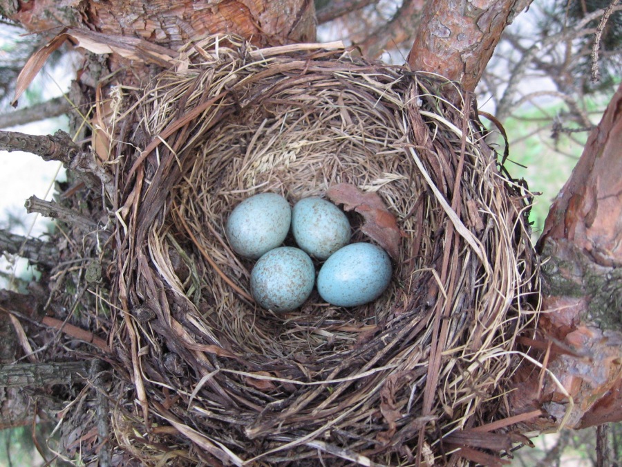 Nide(Clutch) of Blackbird 