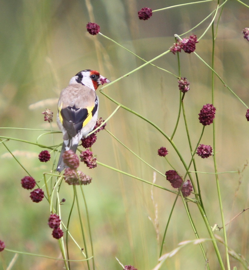 goldfinch; gold-finch; redcap; european goldfinch