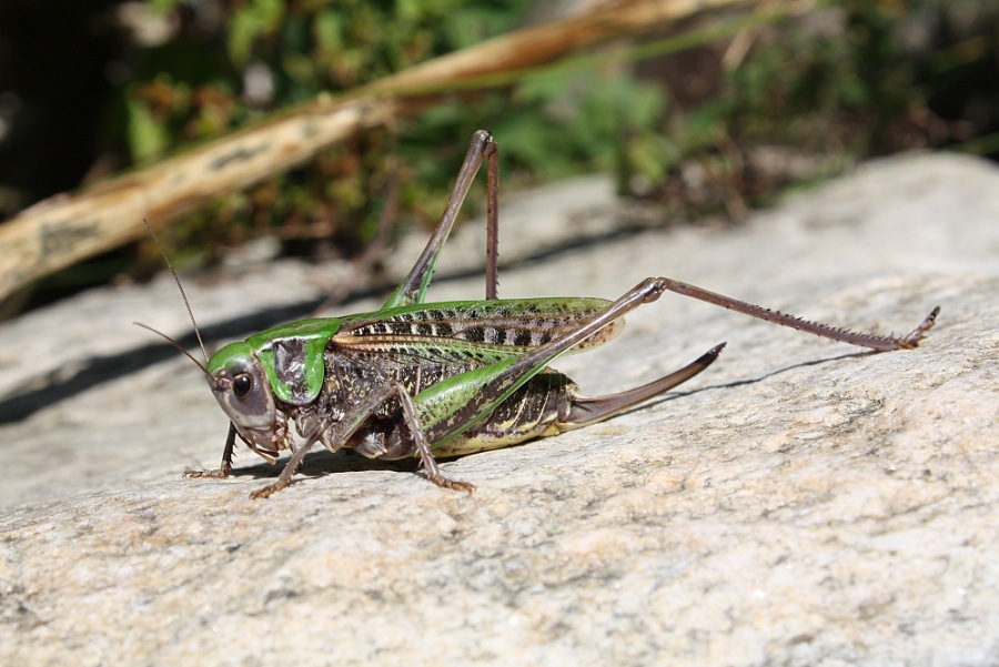 grasshopper