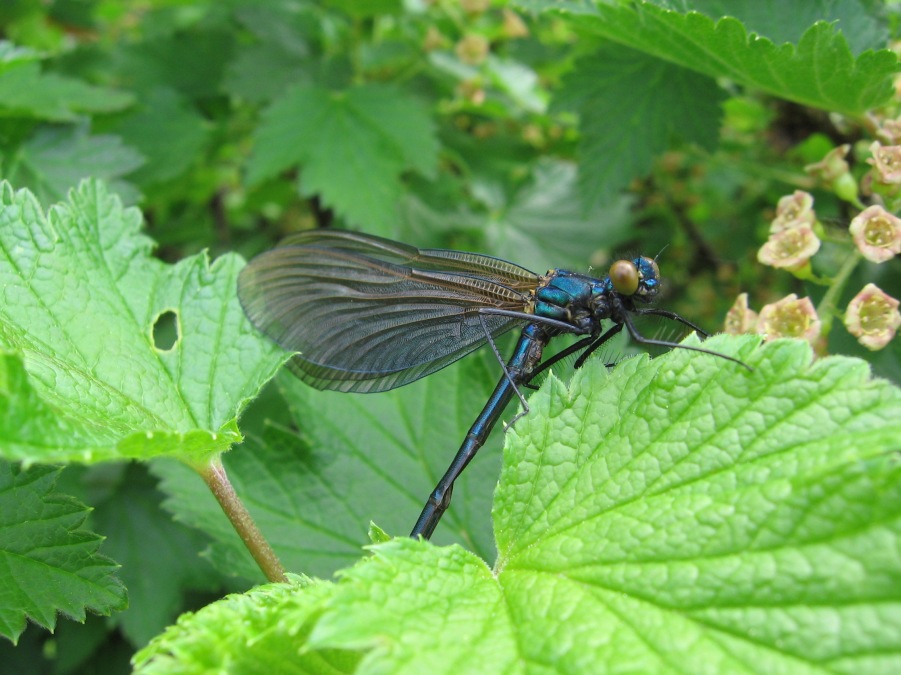 demoiselle, damsel-fly, damsefly 