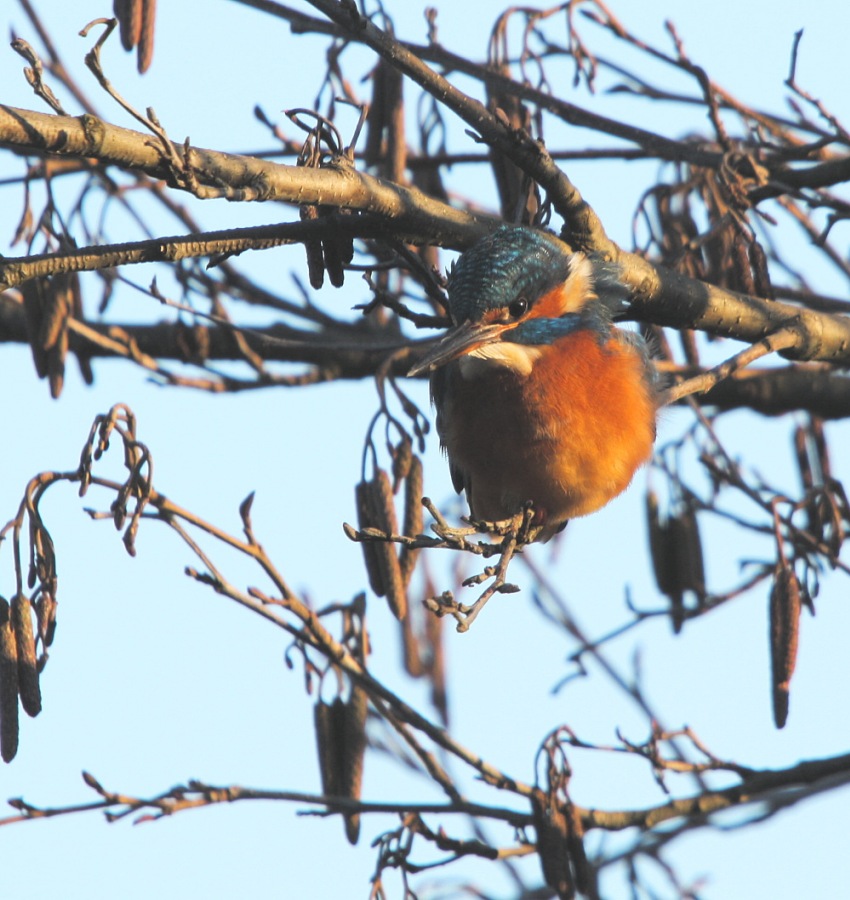 common kingfisher  