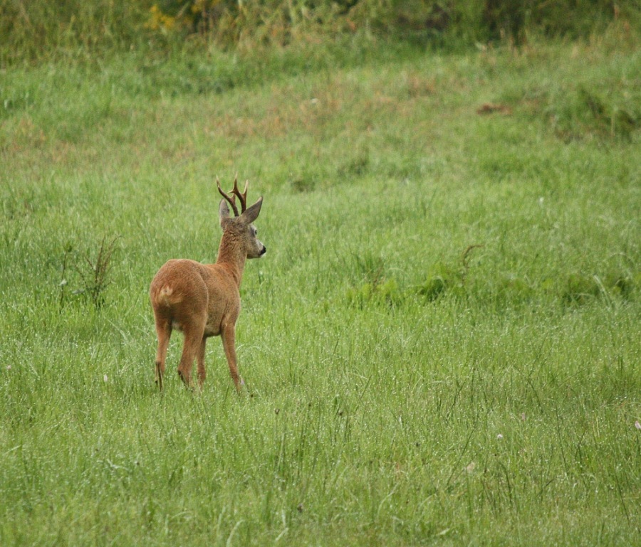 Roebuck,Roe deer