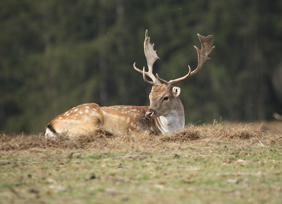fallow-deer,buck