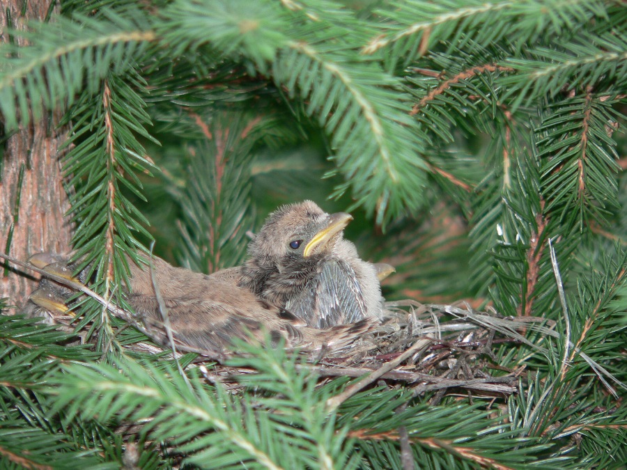 butcherbird,shrike 