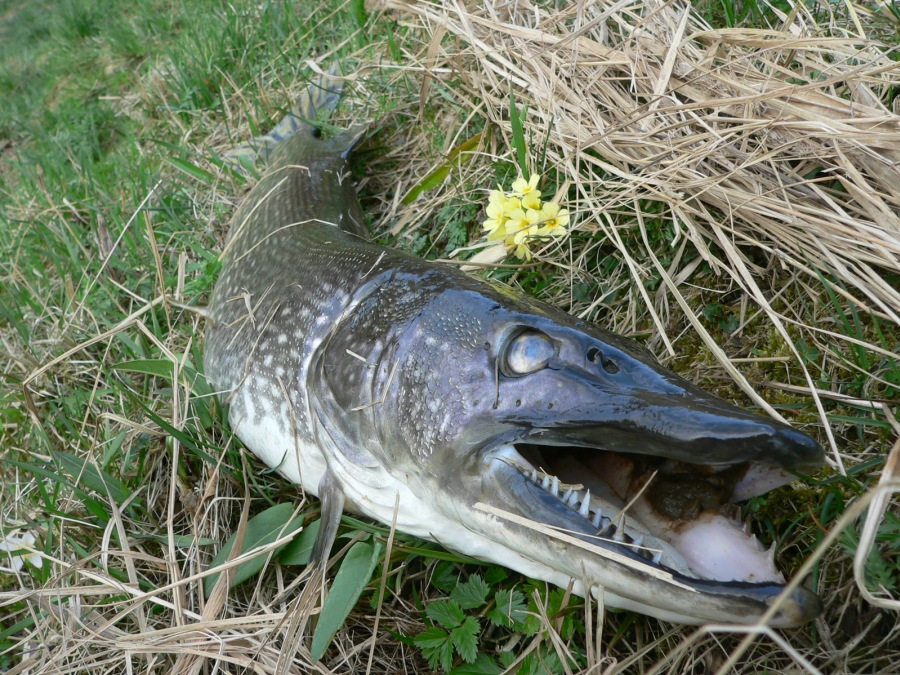 northern pike