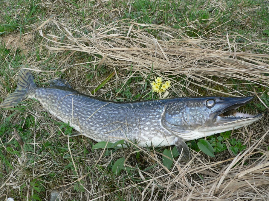 northern pike
