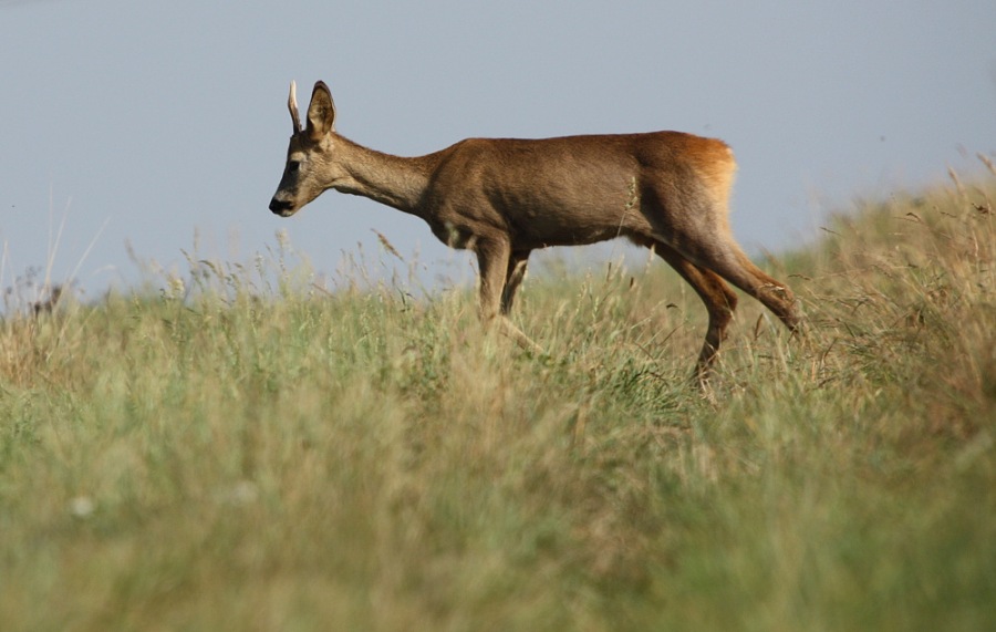 Roebuck,Roe deer
