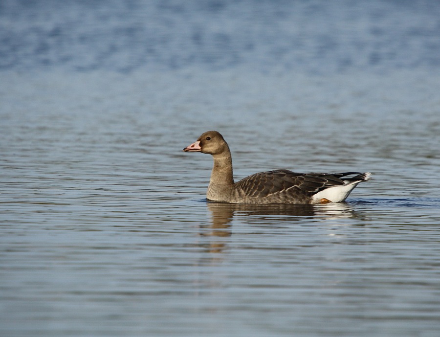 grey goose,greylag goose,grey lag goose,gray