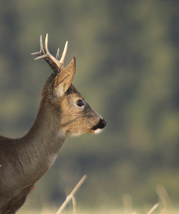 Roebuck,Roe deer