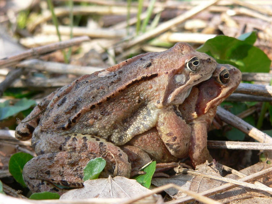 grass-frog; grass frog; common frog; brown frog
