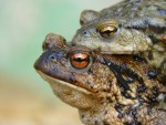 Ropucha obecná (Bufo bufo)