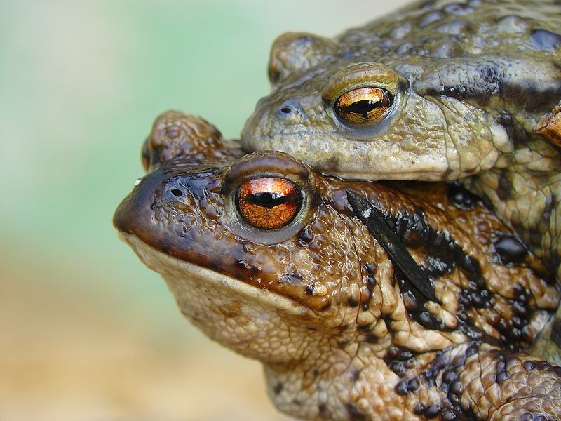 Toad