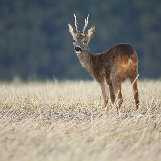 Roebuck,Roe deer