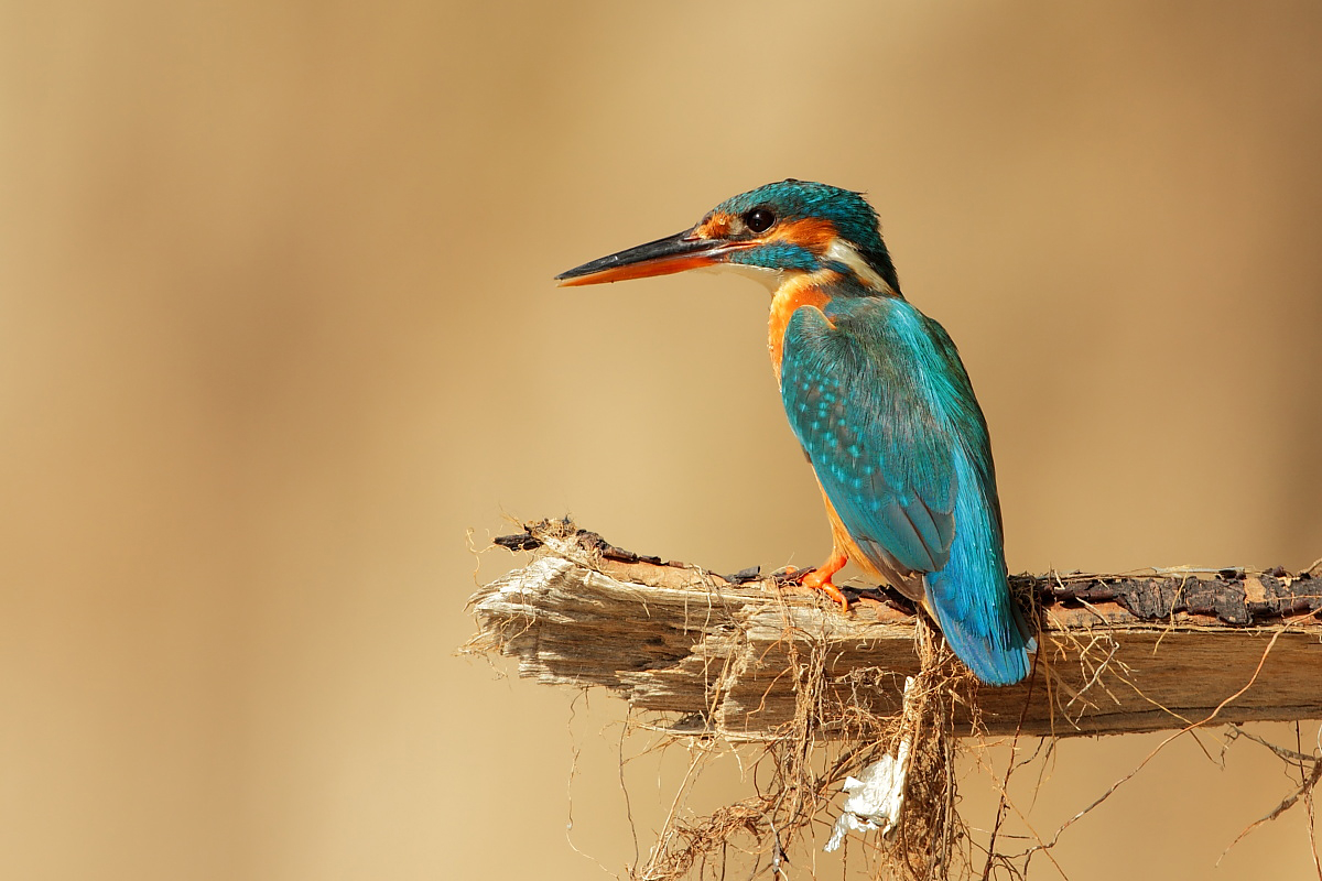 Kingfisher