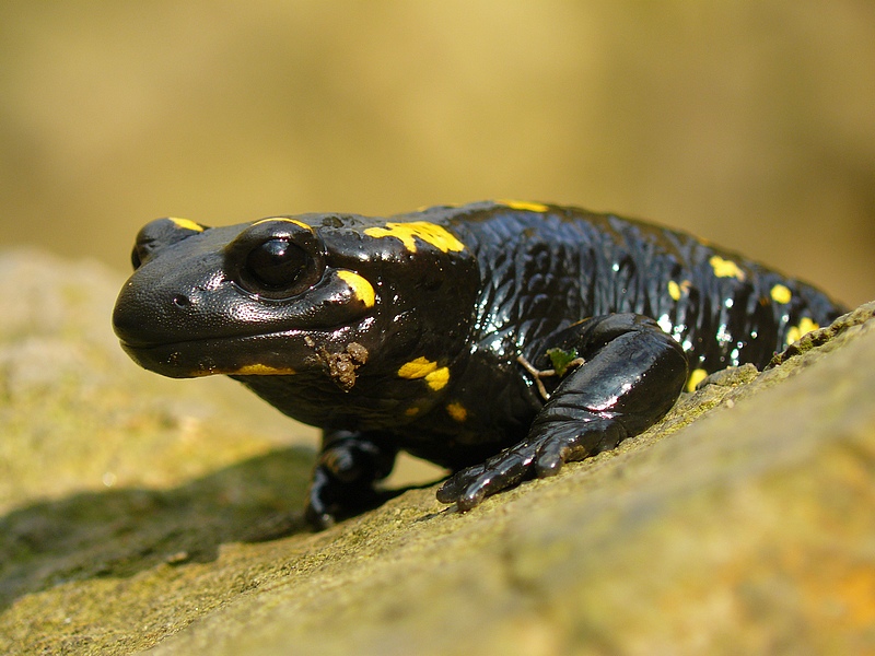 Fire Salamander