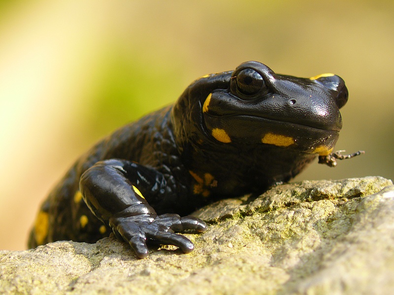 Fire Salamander