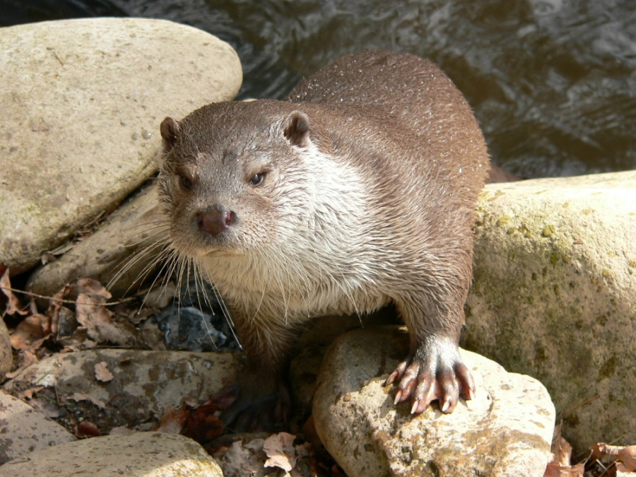 eurasian otter  