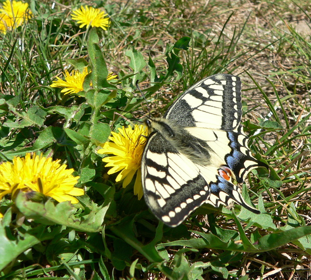 swallowtail ,butterfly