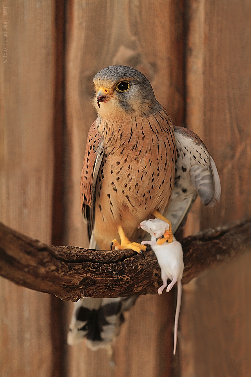 Falco tinnunculus