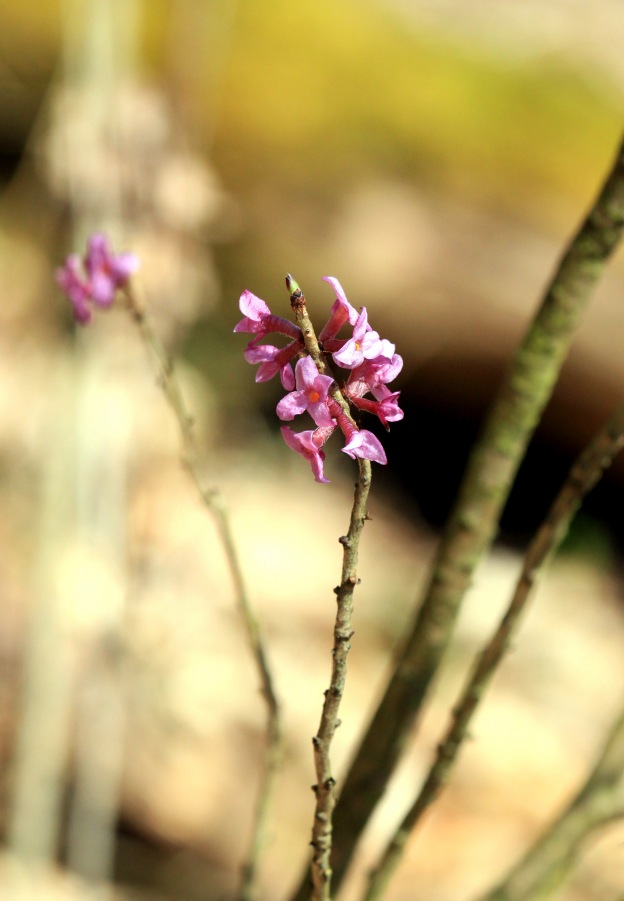 Daphne