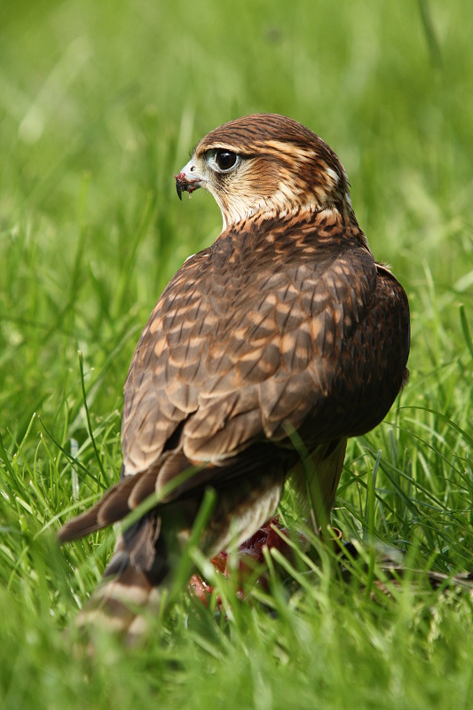 pigeon hawk  