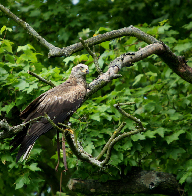 black kite  