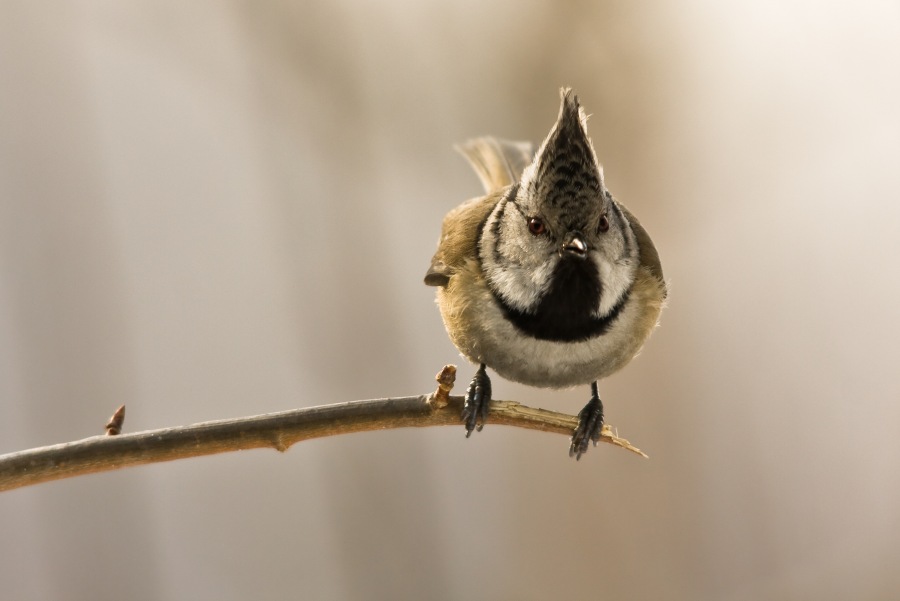 Crested Tit