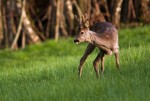 Srnec obecný