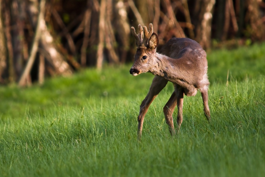 Roe Deer