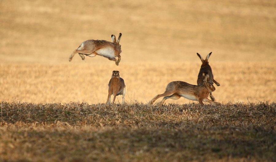 brown hare; european hare; common hare