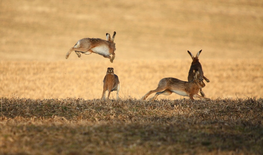 brown hare; european hare; common hare