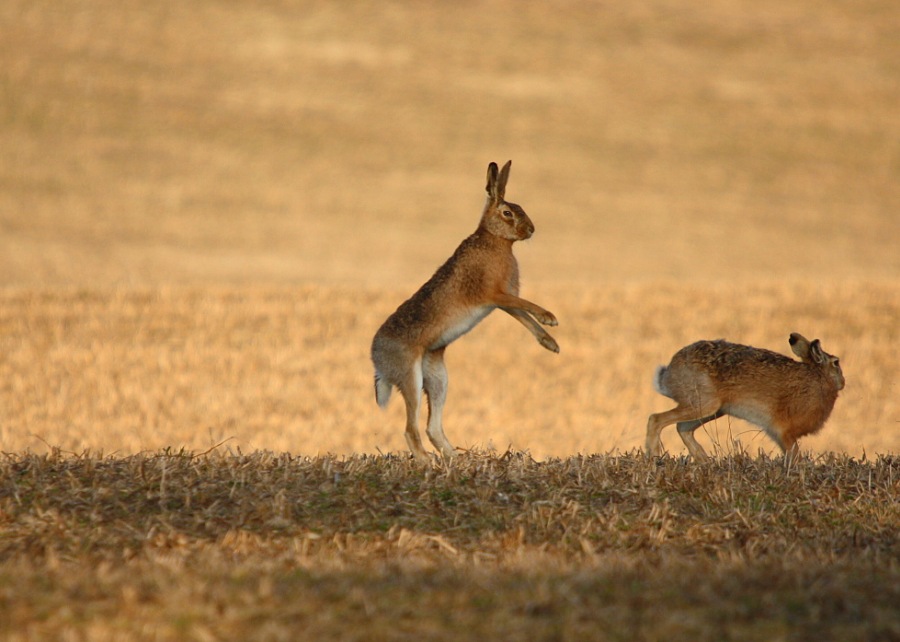 brown hare; european hare; common hare