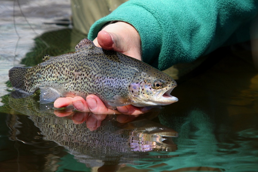 rainbow trout  