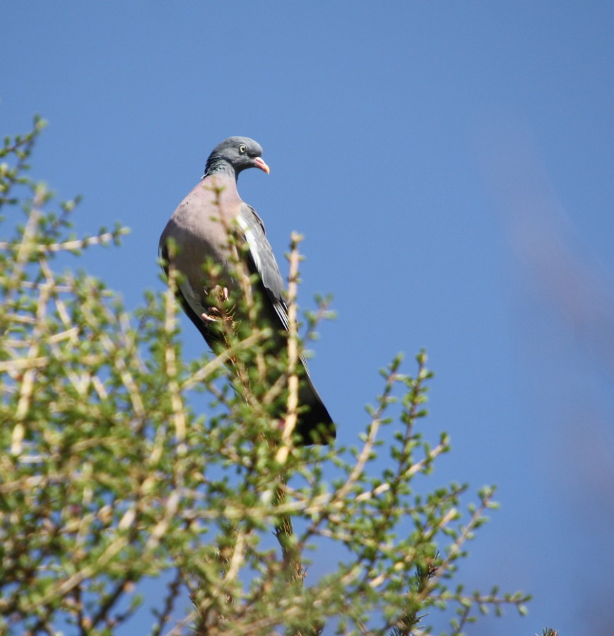 ringdove, stockdove, ring-necked duck ,wood pigeon