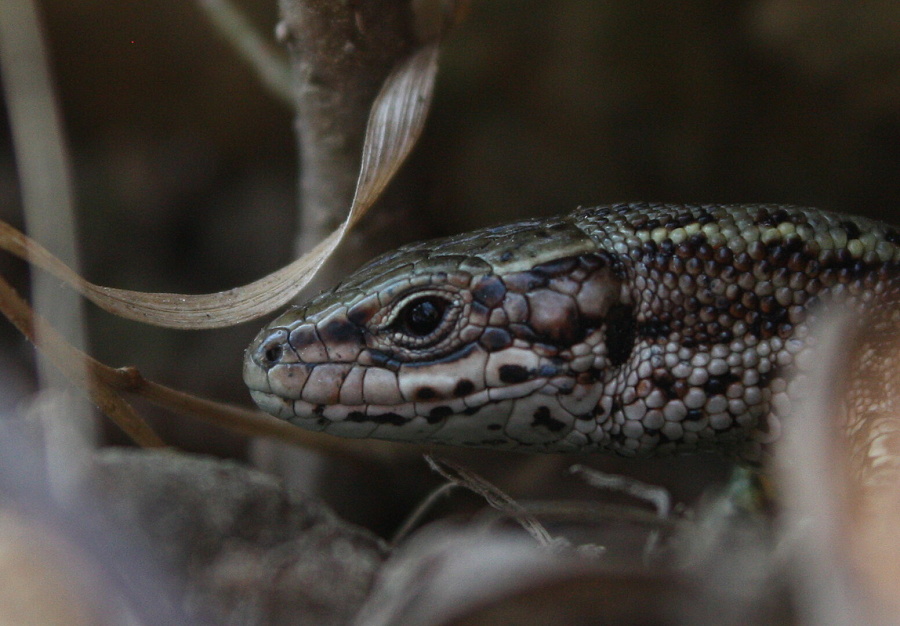 Lizard