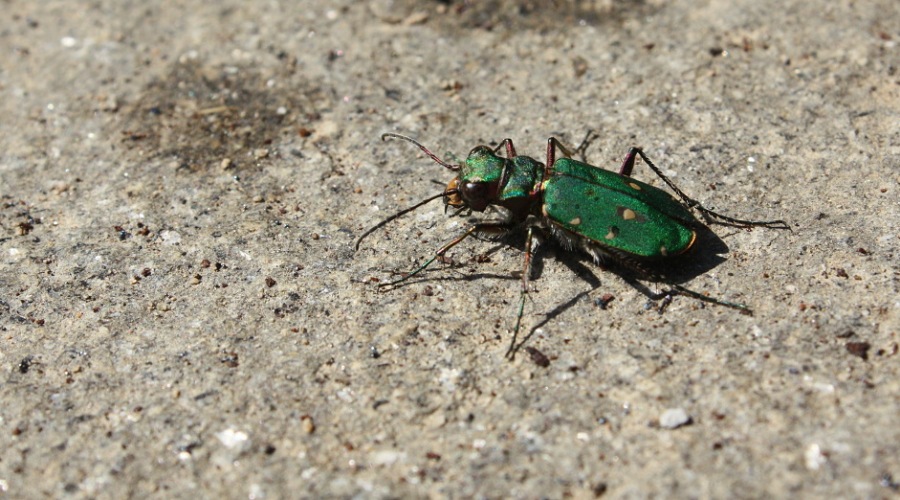green tiger beetle  