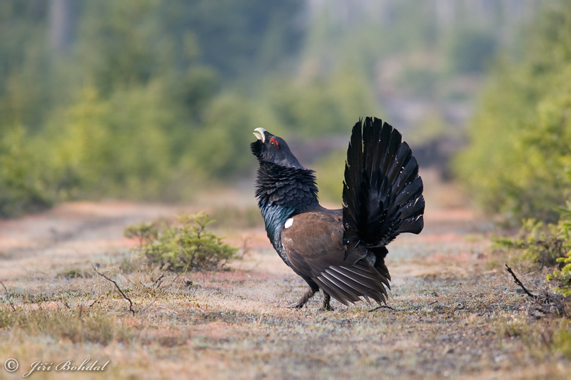 Capercaillie