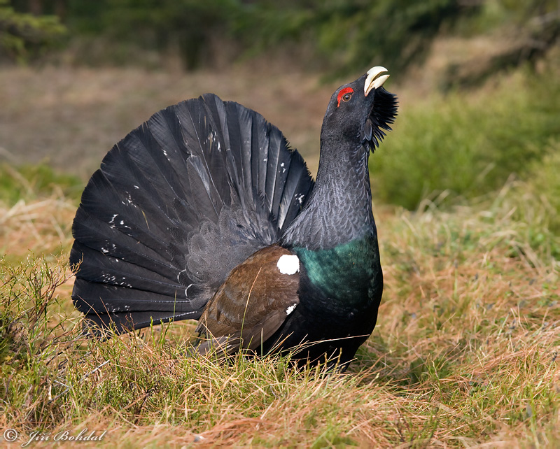 Capercaillie